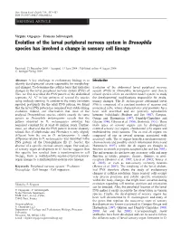 Evolution of the Larval Peripheral Nervous System in Drosophila Species Has Involved a Change in Sensory Cell Lineage