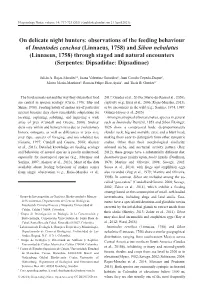 Observations of the Feeding Behaviour of Imantodes Cenchoa