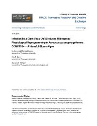 Infection by a Giant Virus (Aav) Induces Widespread Physiological Reprogramming in Aureococcus Anophagefferens CCMP1984 – a Harmful Bloom Algae