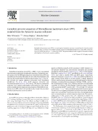 Complete Genome Sequence of Marinifilaceae Bacterium Strain