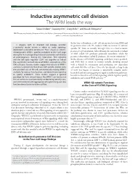 Inductive Asymmetric Cell Division the WRM Leads the Way