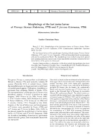 Morphology of the Last Instar Larvae of Prionyx Thomae (Fabricius, 1775) and P