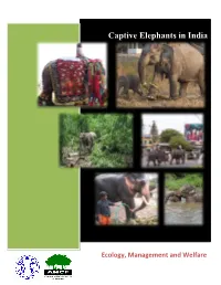 Captive Elephants in India