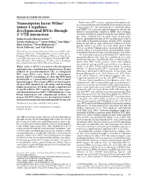 Transcription Factor Wilms' Tumor 1 Regulates Developmental Rnas Through 3 ′ UTR Interaction