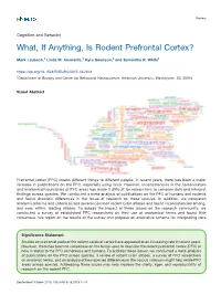 What, If Anything, Is Rodent Prefrontal Cortex?