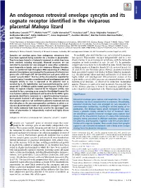 An Endogenous Retroviral Envelope Syncytin and Its Cognate Receptor