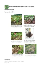 Taro Root Rot (044)