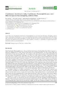 Crepidomanes Shenzhenense (Subg