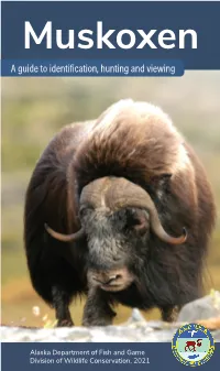 Muskoxen a Guide to Identification, Hunting and Viewing