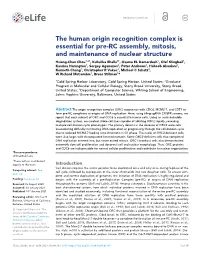 The Human Origin Recognition Complex Is Essential for Pre-RC Assembly