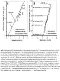 Width Measured at the Level of Anterior Squamosal/Parietal Suture