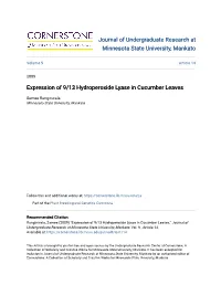 Expression of 9/13 Hydroperoxide Lyase in Cucumber Leaves