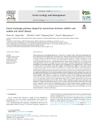 Forest Landscape Patterns Shaped by Interactions Between Wildfire And