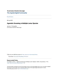 Agonistic Grooming in Multiple Lemur Species