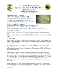 VERNAL POOL FAIRY SHRIMP Branchinecta Lynchi