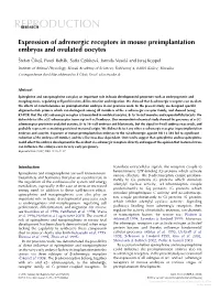 Expression of Adrenergic Receptors in Mouse Preimplantation Embryos and Ovulated Oocytes