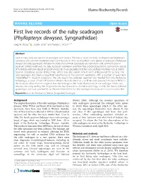 First Live Records of the Ruby Seadragon (Phyllopteryx Dewysea, Syngnathidae) Greg W