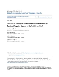 Inhibition of Chloroplast DNA Recombination and Repair by Dominant Negative Mutants of Escherichia Coli Reca