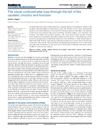 The Visual Corticostriatal Loop Through the Tail of the Caudate: Circuitry and Function