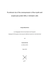 Functional Role of the Overexpression of the Myelin and Lymphocyte