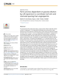 Ferns Are Less Dependent on Passive Dilution by Cell Expansion to Coordinate Leaf Vein and Stomatal Spacing Than Angiosperms