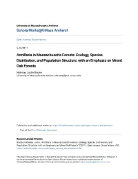 Armillaria in Massachusetts Forests: Ecology, Species Distribution, and Population Structure, with an Emphasis on Mixed Oak Forests