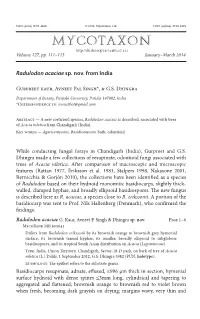 &lt;I&gt;Radulodon Acaciae&lt;/I&gt;