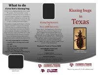 Kissing Bug Brochure