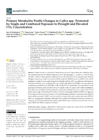 Primary Metabolite Profile Changes in Coffea Spp. Promoted by Single
