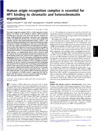 Human Origin Recognition Complex Is Essential for HP1 Binding to Chromatin and Heterochromatin Organization