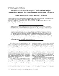 Morphological Description of Dipturus Mennii (Chondrichthyes: Elasmobranchii: Rajidae) and Its Differentiation from Dipturus Trachyderma