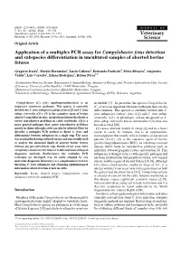 Application of a Multiplex PCR Assay for Campylobacter Fetus Detection and Subspecies Differentiation in Uncultured Samples of Aborted Bovine Fetuses