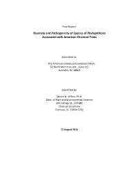 Diversity and Pathogenicity of Species of Phytophthora Associated with American Chestnut Trees
