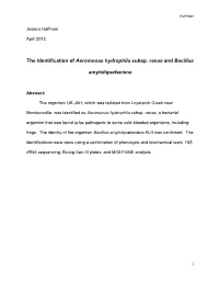The Identification of Aeromonas Hydrophila Subsp. Ranae and Bacillus