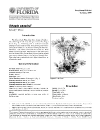 Rhapis Excelsa1