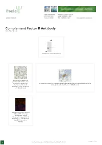 Complement Factor B Antibody Cat