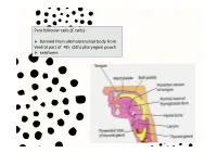 Para Follicular Cells (C Cells)