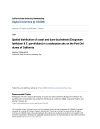 Spatial Distribution of Coast and Dune Buckwheat (Eriogonum Latifolium & E