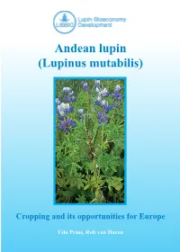 Andean Lupin (Lupinus Mutabilis)