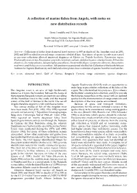 A Collection of Marine Fishes from Angola, with Notes on New Distribution Records