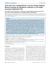 Oral and Fecal Campylobacter Concisus Strains Perturb Barrier Function by Apoptosis Induction in HT-29/B6 Intestinal Epithelial Cells