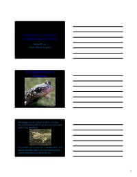 The Salamanders of Tennessee