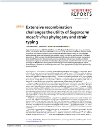 Extensive Recombination Challenges the Utility of Sugarcane Mosaic Virus Phylogeny and Strain Typing