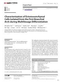 Characterization of Ectomesenchymal Cells Isolated from the First Branchial Arch During Multilineage Differentiation