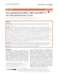 Two Predominant Mups, OBP3 and MUP13, Are Male Pheromones in Rats Xiao Guo1,2, Huifen Guo1, Lei Zhao1,2, Yao-Hua Zhang1* and Jian-Xu Zhang1*