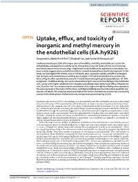 Uptake, Efflux, and Toxicity of Inorganic and Methyl Mercury in the Endothelial Cells (EA.Hy926)