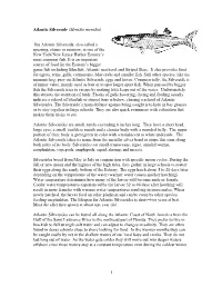 Atlantic Silverside (Menidia Menidia)