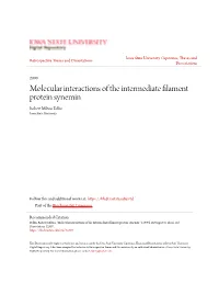 Molecular Interactions of the Intermediate Filament Protein Synemin Robert Milton Bellin Iowa State University