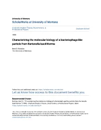 Characterizing the Molecular Biology of a Bacteriophage-Like Particle from Bartonella Bacilliformis