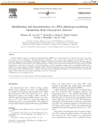 Identification and Characterization of a DNA Photolyase-Containing Baculovirus from Chrysodeixis Chalcites $